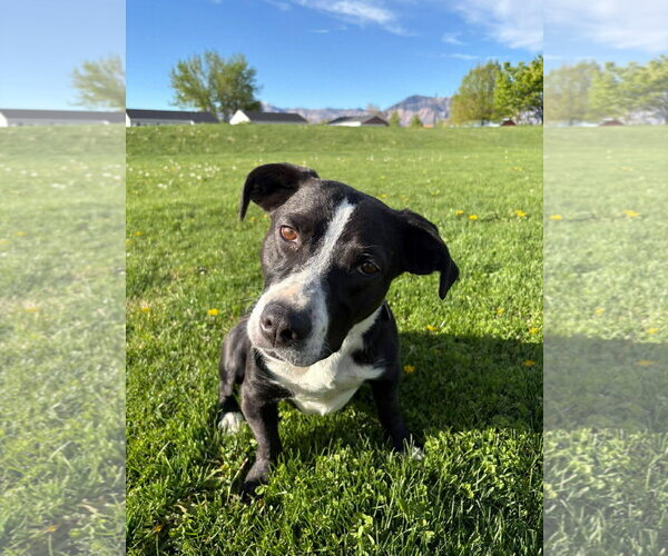 Medium Photo #9 Mutt Puppy For Sale in Sandy, UT, USA