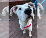 Small #25 Boxer Mix