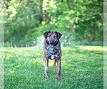 Small #6 Mutt