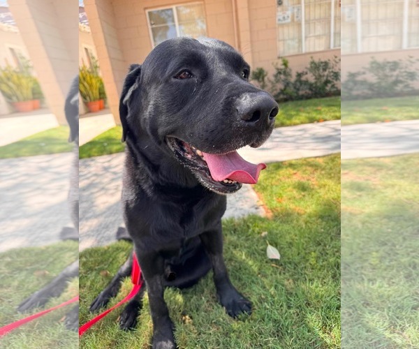 Medium Photo #2 Labrador Retriever-Unknown Mix Puppy For Sale in San Diego, CA, USA