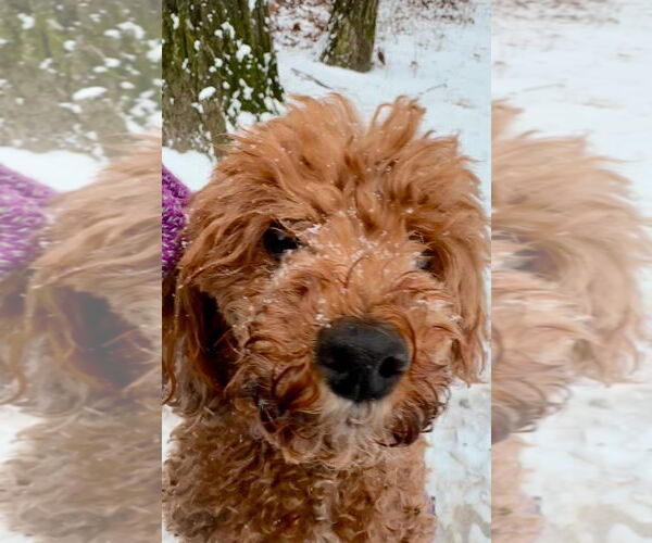 Medium Photo #8 Poodle (Miniature) Puppy For Sale in Chester, NJ, USA