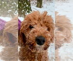 Small #7 Poodle (Miniature)