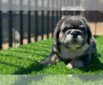 Small #46 English Bulldog