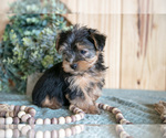 Small Photo #3 Yorkshire Terrier Puppy For Sale in QUARRYVILLE, PA, USA