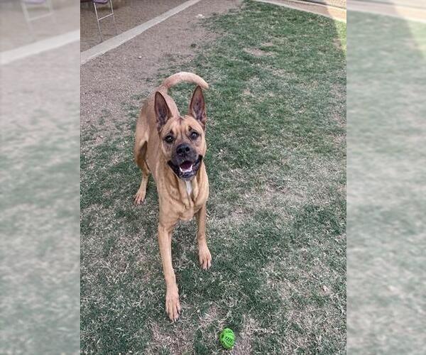 Medium Photo #2 German Shepherd Dog-Unknown Mix Puppy For Sale in Plano, TX, USA