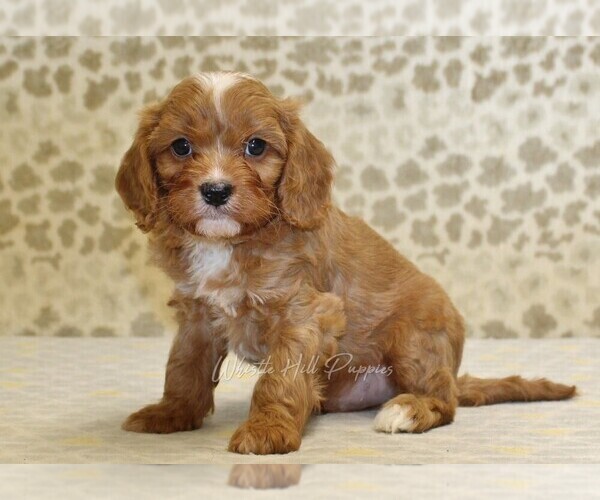 Medium Photo #4 Cavapoo Puppy For Sale in DENVER, PA, USA