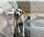 Small #9 American Foxhound Mix