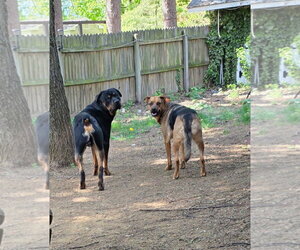 Rottweiler Dogs for adoption in Mechanicsburg, PA, USA