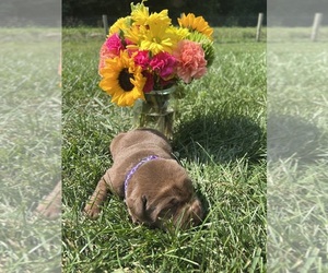 Labrador Retriever Puppy for sale in NEOLA, WV, USA