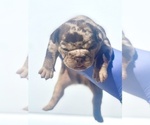 Small Photo #4 French Bulldog Puppy For Sale in MOBILE, AL, USA