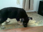 Small Photo #3 German Shepherd Dog Puppy For Sale in COLVILLE, WA, USA