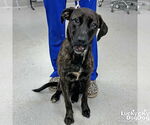 Small #2 Plott Hound Mix