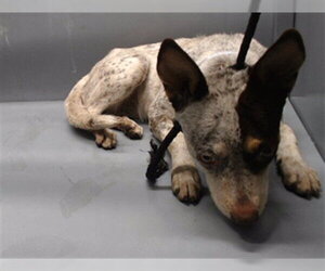 Mutt Dogs for adoption in Downey, CA, USA