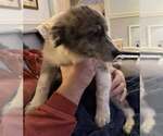 Small #3 Australian Shepherd Mix