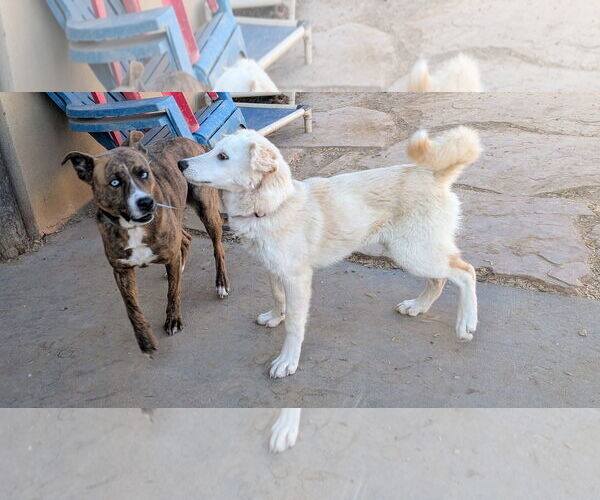 Medium Photo #3 Australian Shepherd-Unknown Mix Puppy For Sale in Pena Blanca, NM, USA