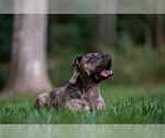 Small #15 American Pit Bull Terrier-Bulldog Mix