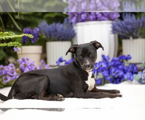 Medium Photo #16 Mutt Puppy For Sale in Brooklyn Center, MN, USA