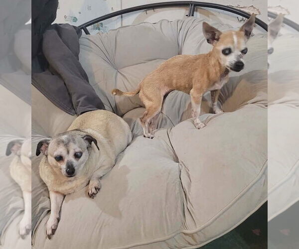 Medium Photo #2 Chihuahua Puppy For Sale in Boonton, NJ, USA