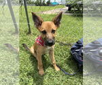 Small #3 German Shepherd Dog Mix