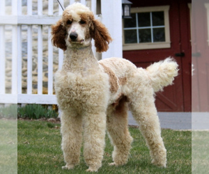 Father of the Goldendoodle-Poodle (Standard) Mix puppies born on 01/20/2021
