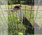 Small Photo #3 Chihuahua-Unknown Mix Puppy For Sale in Forest, VA, USA