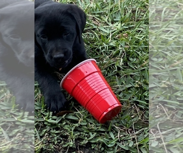 Medium Photo #1 Labrador Retriever Puppy For Sale in SEFFNER, FL, USA