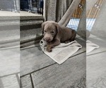 Puppy Biege Labrador Retriever