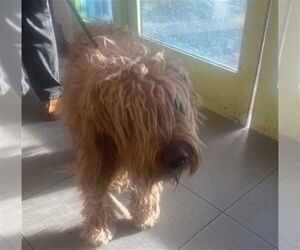 - Mix Dogs for adoption in Rancho Cucamonga, CA, USA