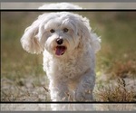 Small Photo #4 Maltipoo Puppy For Sale in AUSTIN, TX, USA