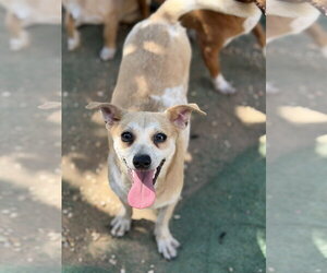 Rat Terrier-Unknown Mix Dogs for adoption in Jackson, MS, USA