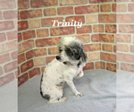 Small #21 Poodle (Miniature)