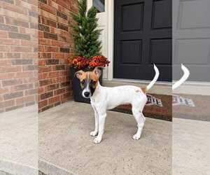 Pippi Longstocking - Female Jack Russell Terrier-Unknown Mix Dog for Adoption - Photo #4