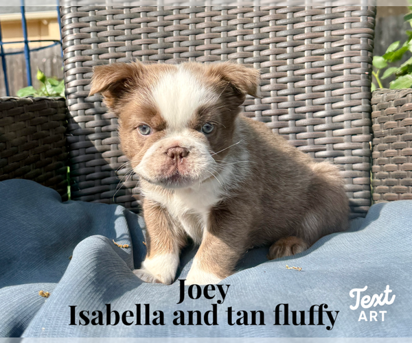 Medium Photo #5 French Bulldog Puppy For Sale in SAN ANTONIO, TX, USA
