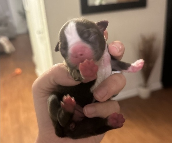 Medium Photo #1 Boston Terrier Puppy For Sale in JACKSONVILLE, NC, USA