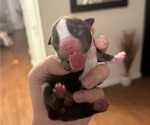 Small Photo #1 Boston Terrier Puppy For Sale in JACKSONVILLE, NC, USA