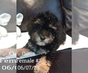 Poodle (Toy) Puppy for sale in KYLE, TX, USA