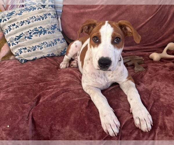 Medium Photo #1 Mutt Puppy For Sale in Chester, VA, USA