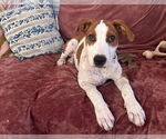 Small Mutt
