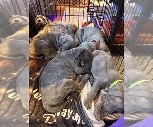 Cane Corso Puppy for sale in FRANKLIN PARK, IL, USA
