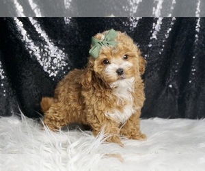 Medium Maltipoo