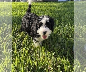 Miniature Bernedoodle Puppy for sale in PORT SAINT LUCIE, FL, USA