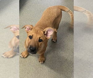 Mutt Dogs for adoption in Sterling, MA, USA
