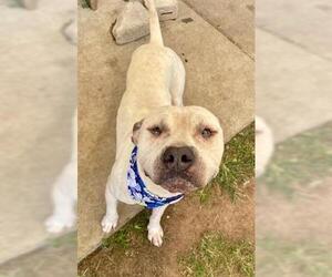 American Pit Bull Terrier-Unknown Mix Dogs for adoption in Tulsa, OK, USA