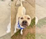 Small American Pit Bull Terrier Mix