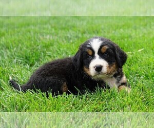 Bernese Mountain Dog Puppy for sale in FREDERICKSBURG, OH, USA