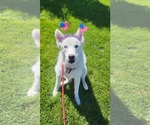 Small #25 Huskies  Mix