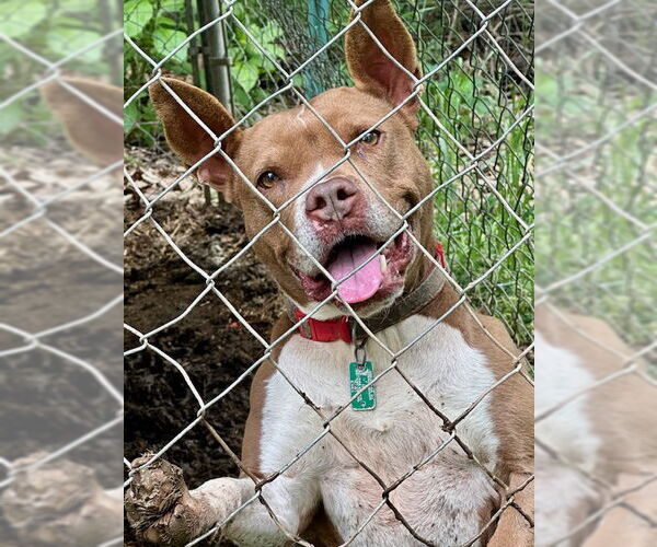 Medium Photo #5 American Staffordshire Terrier Puppy For Sale in Westminster, MD, USA