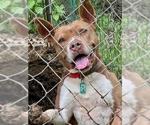 American Staffordshire Terrier Dogs for adoption in Westminster, MD, USA