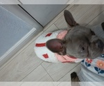 Small #13 French Bulldog
