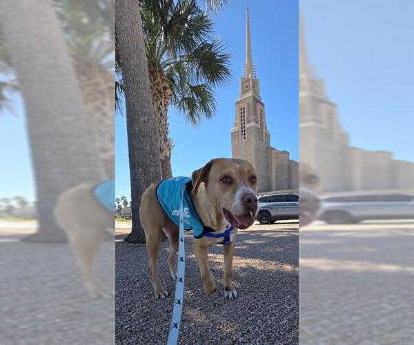 Medium Photo #2 American Pit Bull Terrier-Unknown Mix Puppy For Sale in Corpus Christi, TX, USA